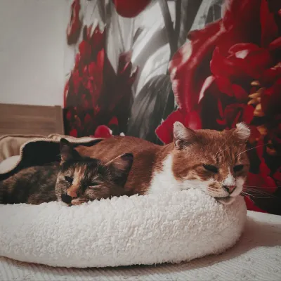 Kitty and Kotio, the Rose Sanctuary cats