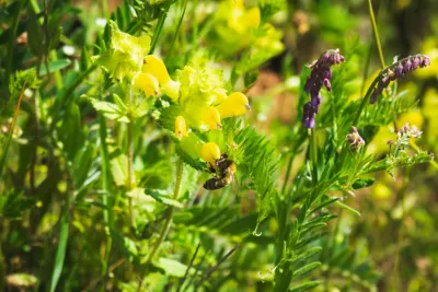 Nature in full bloom on the summer solstice